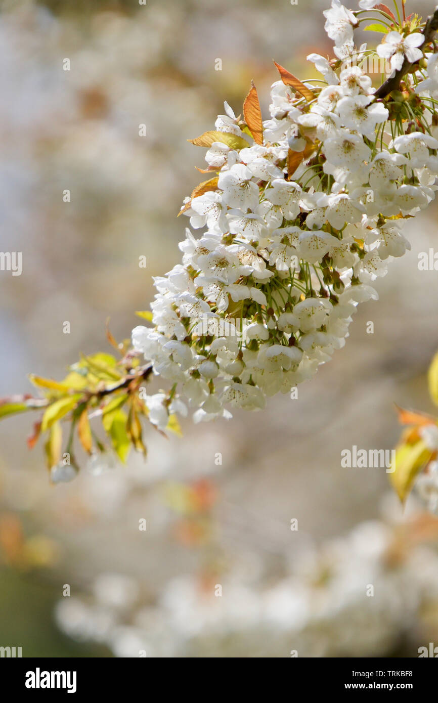 Pear Trees, Spring Blossom in South East England Stock Photo