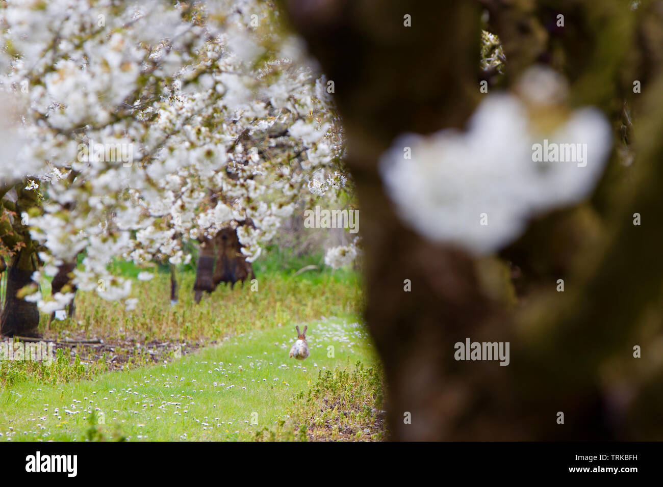 Hare running amongst Pear Trees, Spring Blossom in South East England Stock Photo