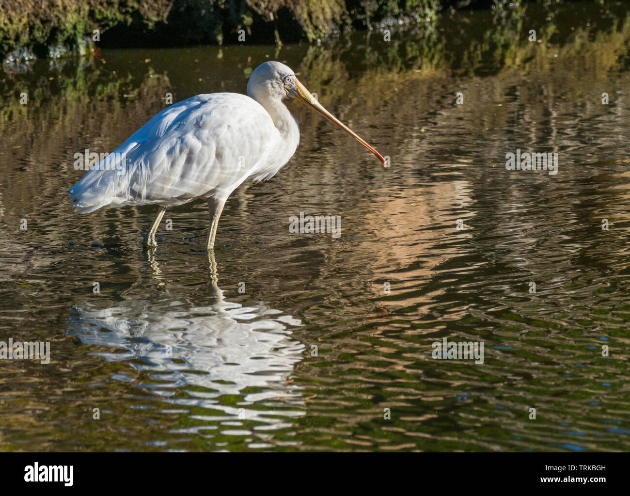 A Yellow-Billed Spoonbill (Platalea regia) wading at a lake in Perth ...