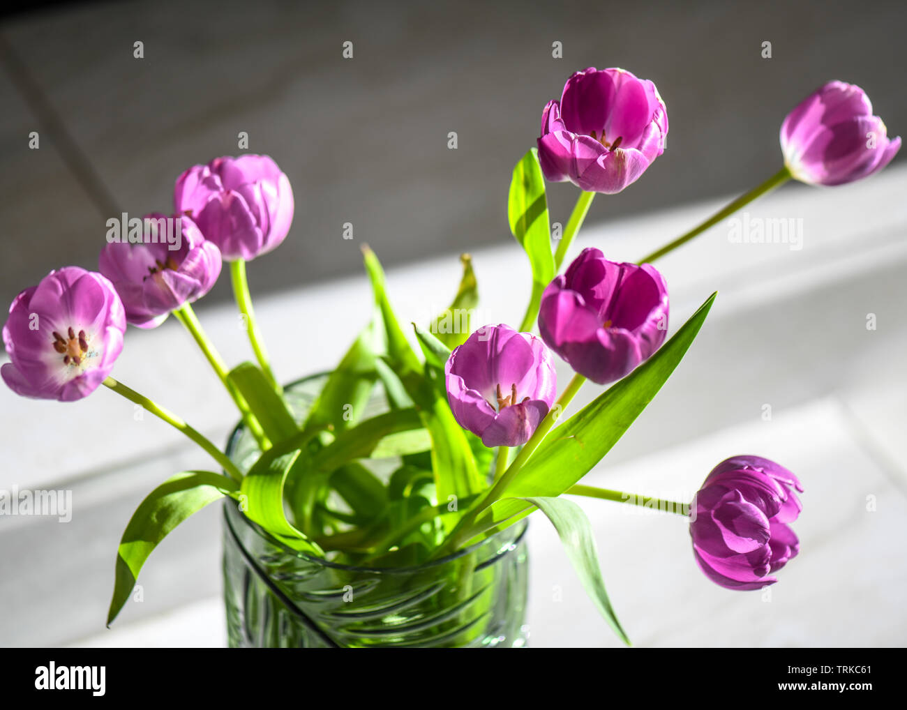 Bright purple Tulips with green stems shot in macro and indoors. Makes ideal cut flowers for display indoors. Tulip filaments in vibrant color. Stock Photo