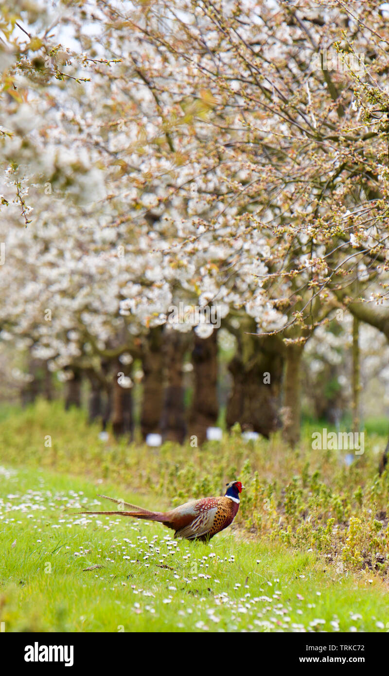 Pheasant in Pear Trees, Spring Blossom in South East England Stock Photo