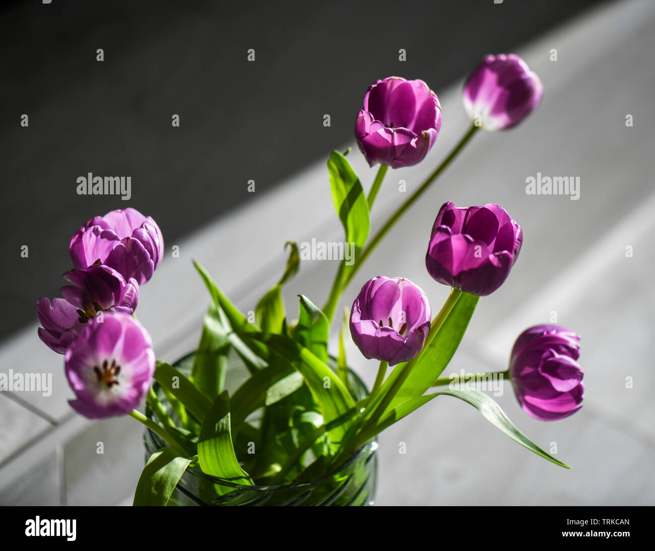 Bright purple Tulips with green stems shot in macro and indoors. Makes