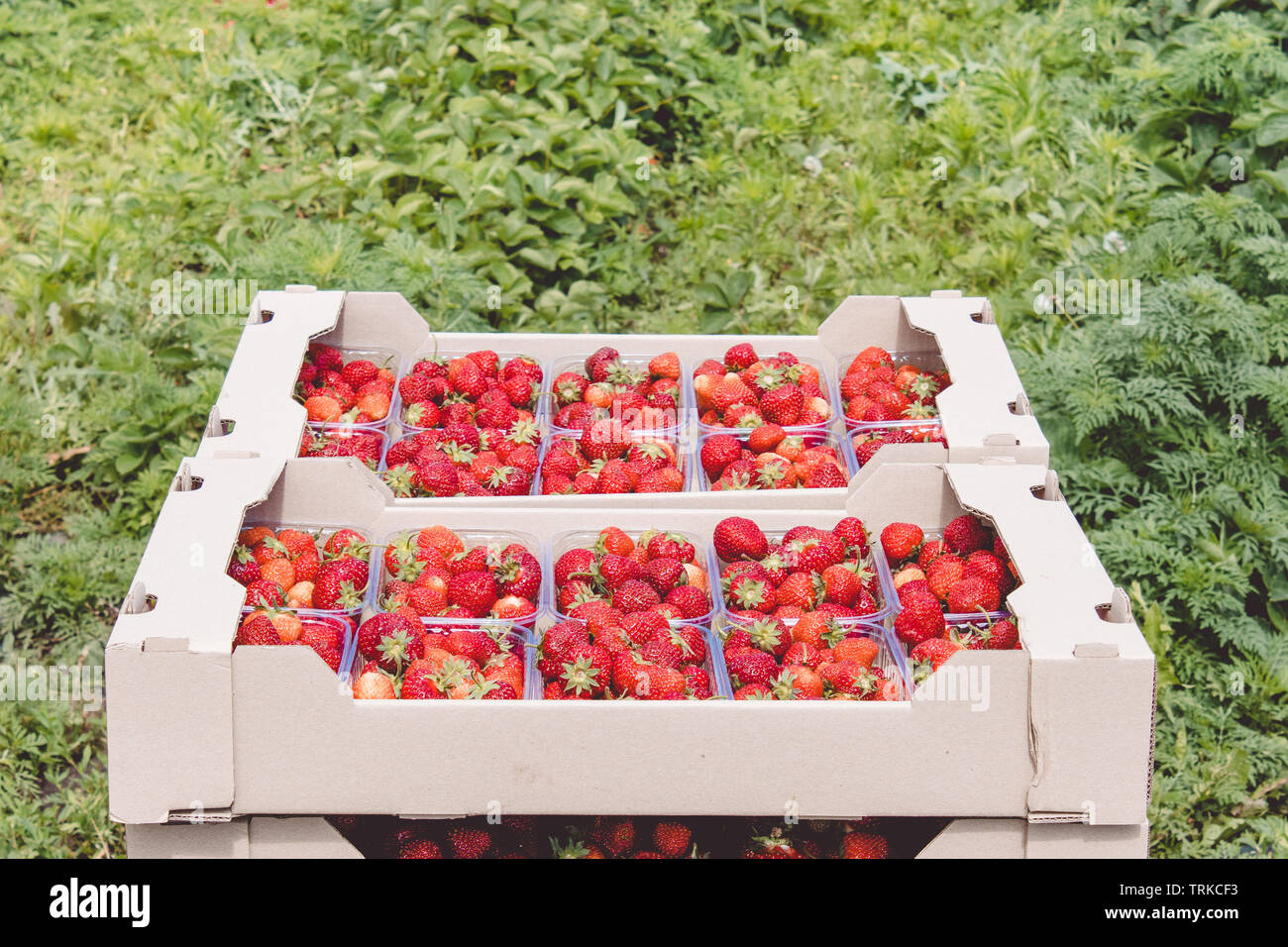 garden strawberries, many ripe, juicy berries in plastic boxes on the field. Vitamins Healthy