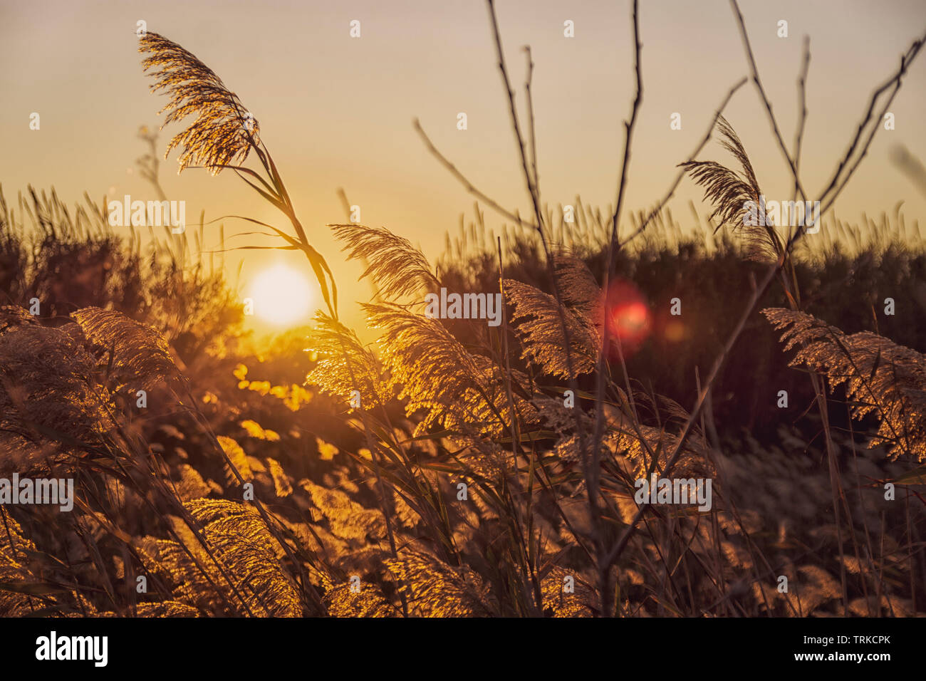 vegetation in the field at sunset Stock Photo