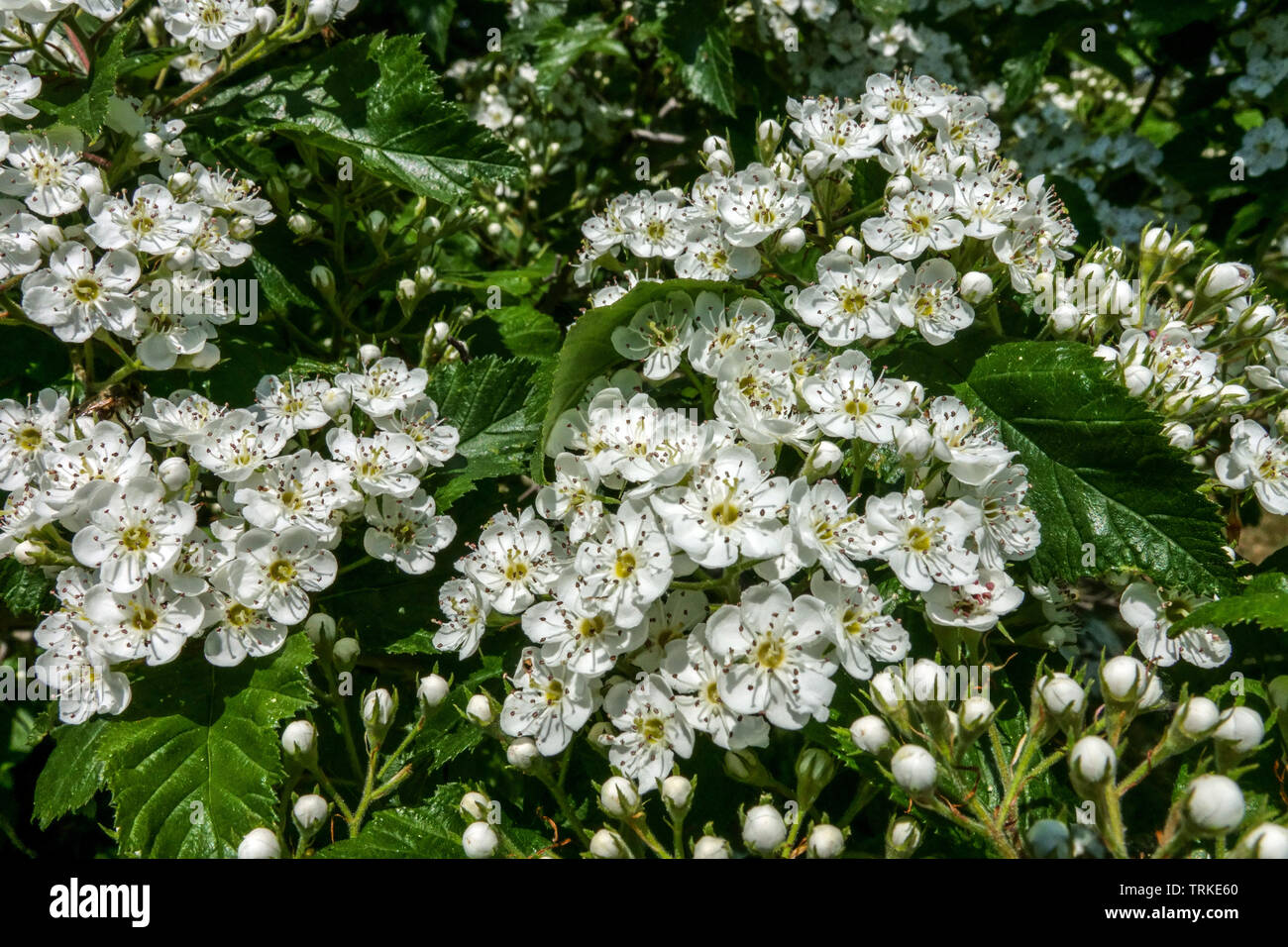 Pear Hawthorn, Crataegus calpodendron flowers Stock Photo - Alamy