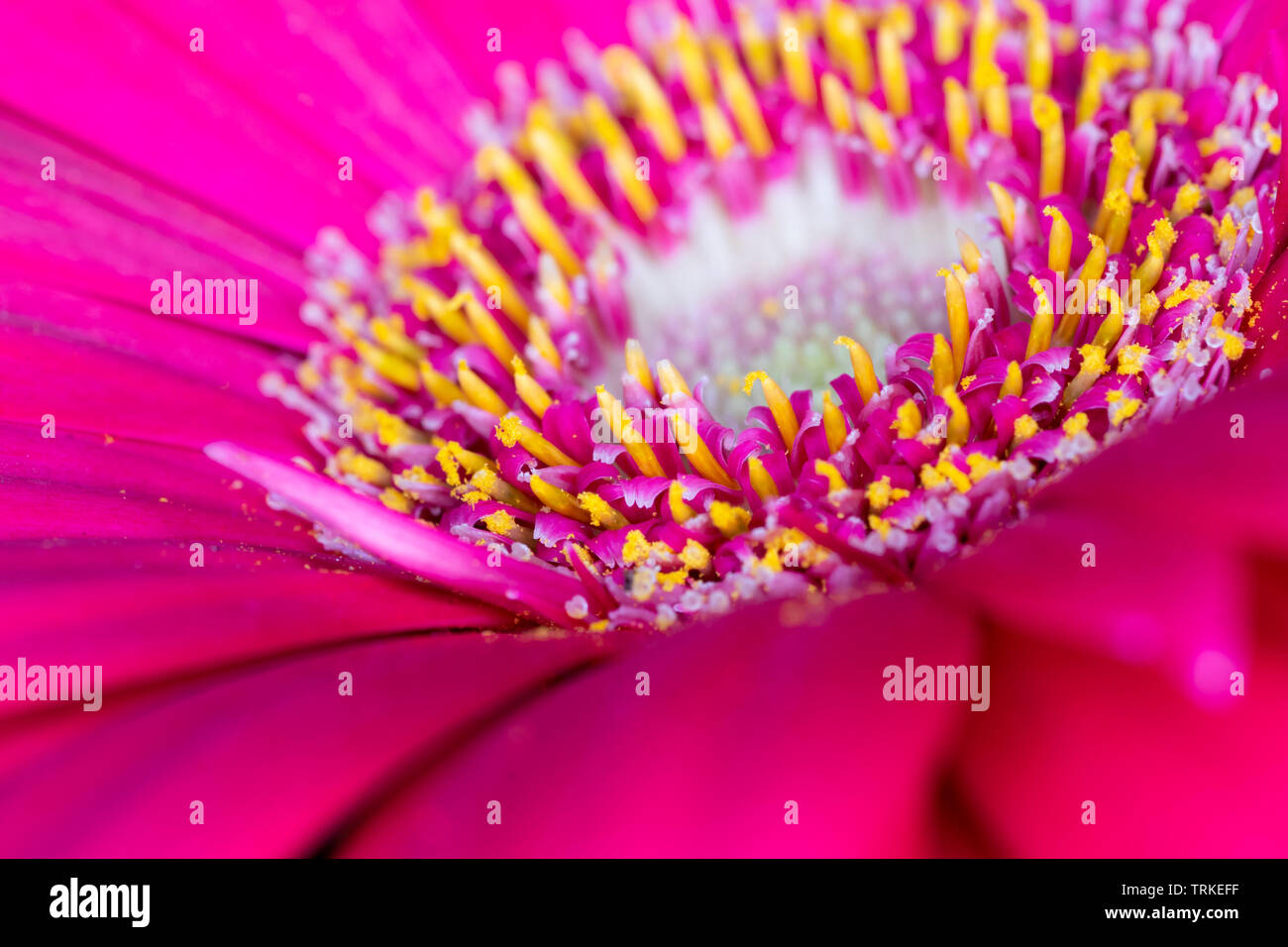 Gerbera red flower head, genus of plants in the Asteraceae of the daisy