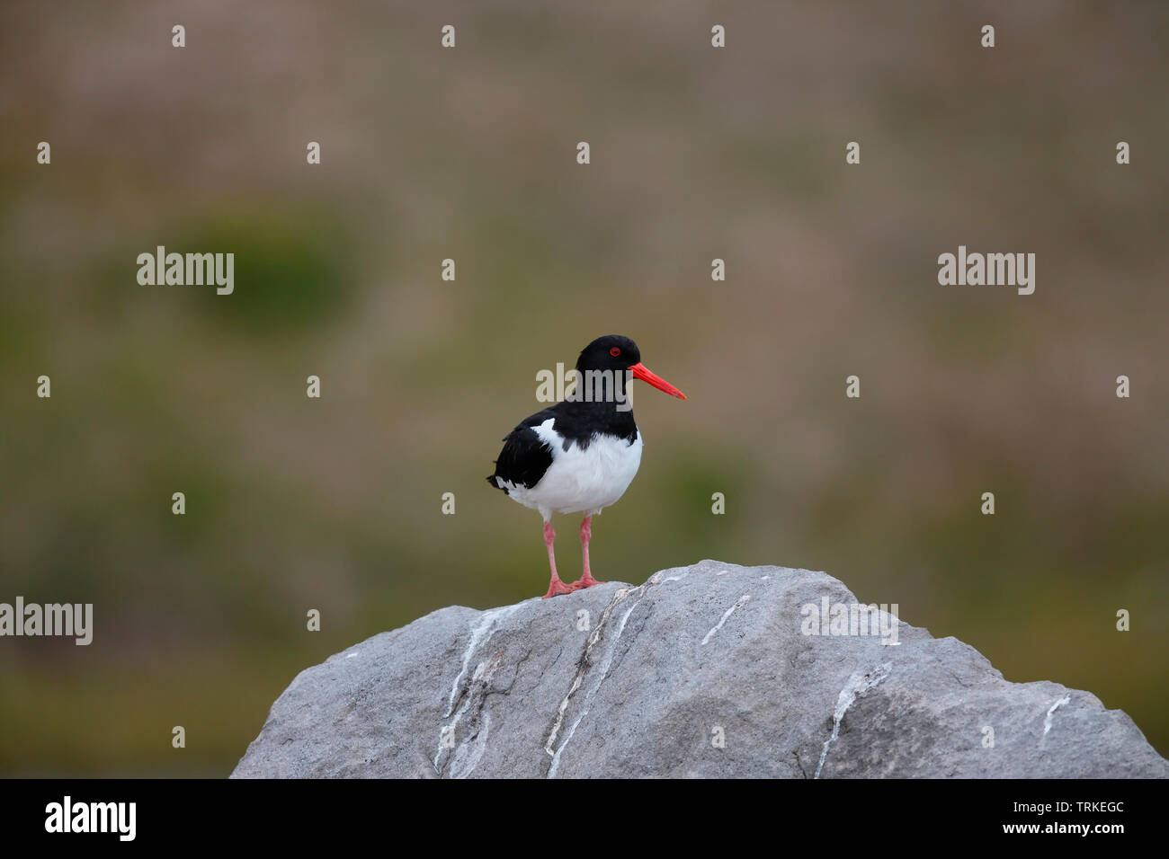 Oystercatcher Iceland Stock Photo Alamy