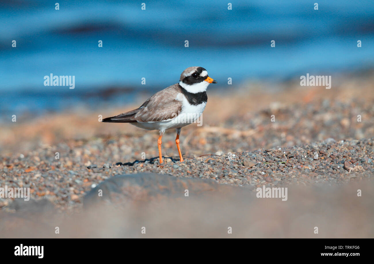 Ringed Plover - Iceland Stock Photo