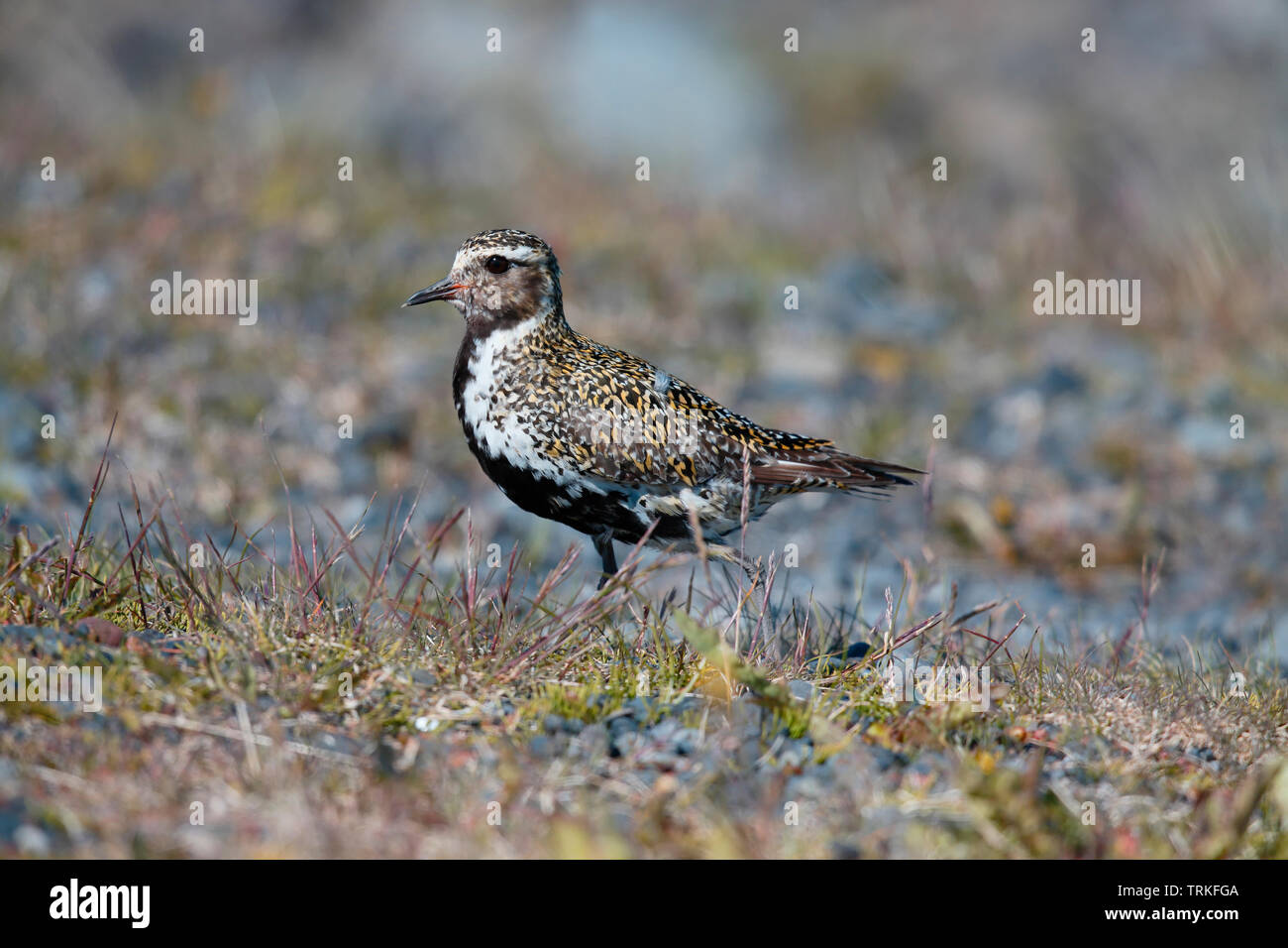 Breeding Golden Plover Iceland Stock Photo Alamy breeding-golden-plover-iceland-stock-photo-alamy