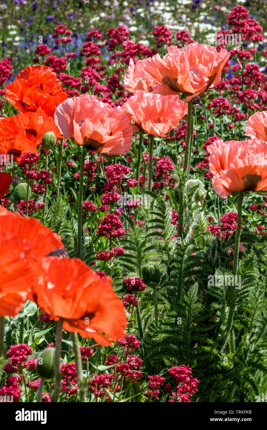 Colorful flowers garden, Oriental poppies, and Red Valerian, Papaver orientale garden flowers Stock Photo