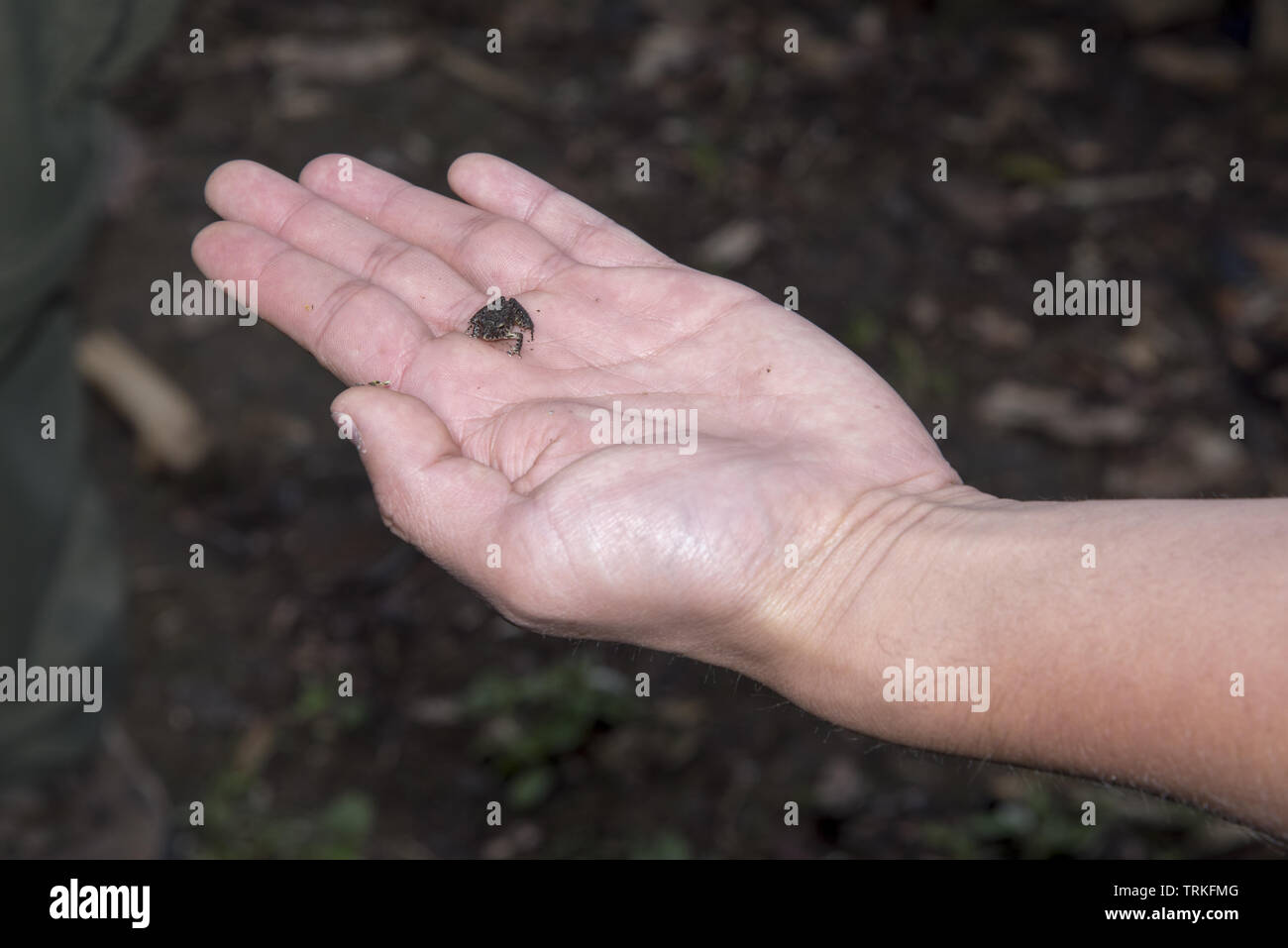 tiny frog sitting on a human hand  in the subtropical rain forest at 2200 meters high Bellavista Lodge in Ecuador. Stock Photo