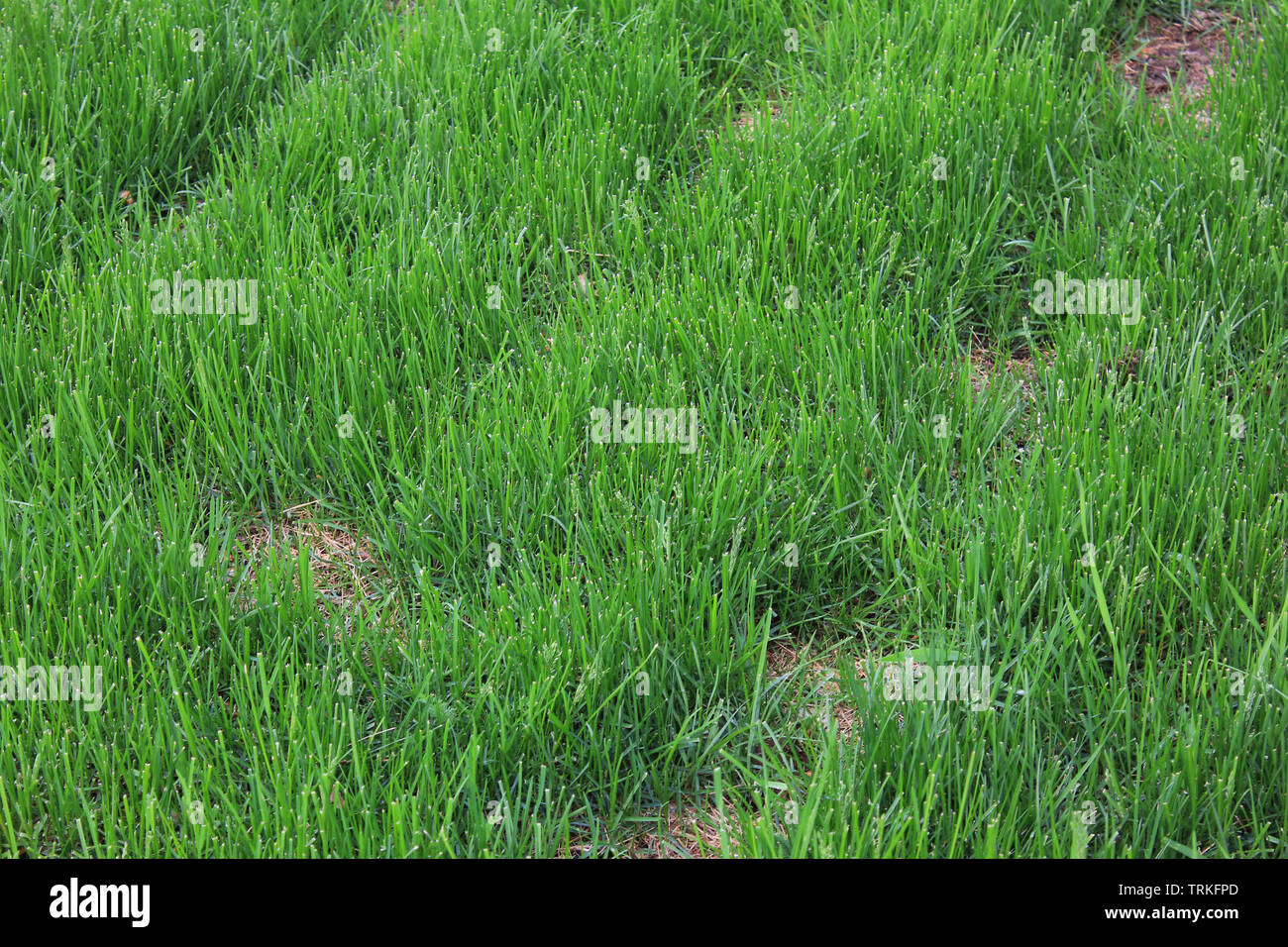 Green grass lawn with bald spots outdoors Stock Photo Alamy