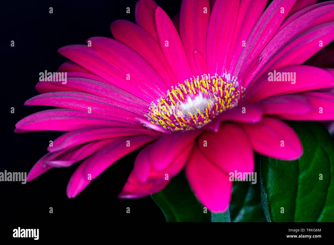 Gerbera red flower head, genus of plants in the Asteraceae of the daisy ...