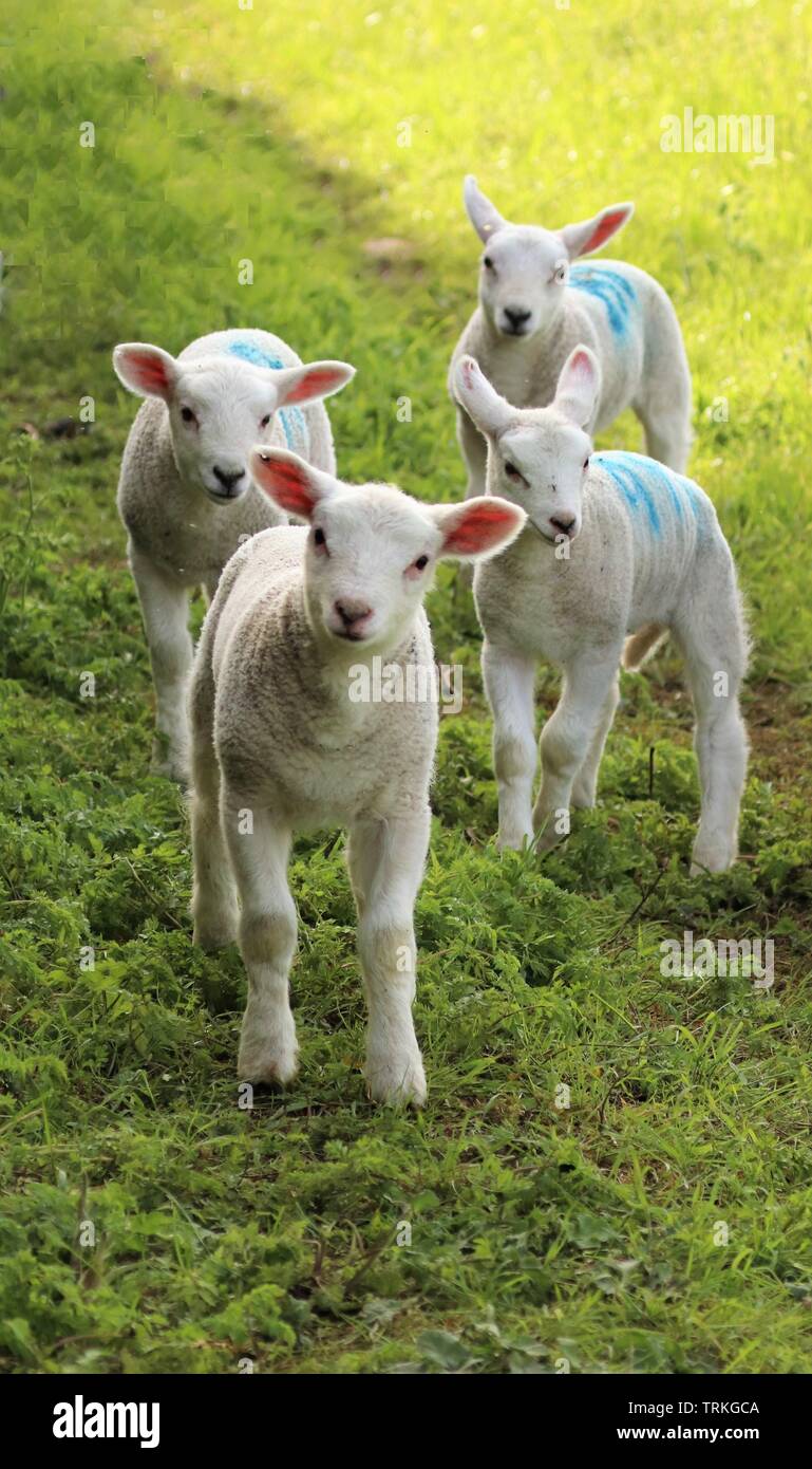 Four curious lambs Stock Photo