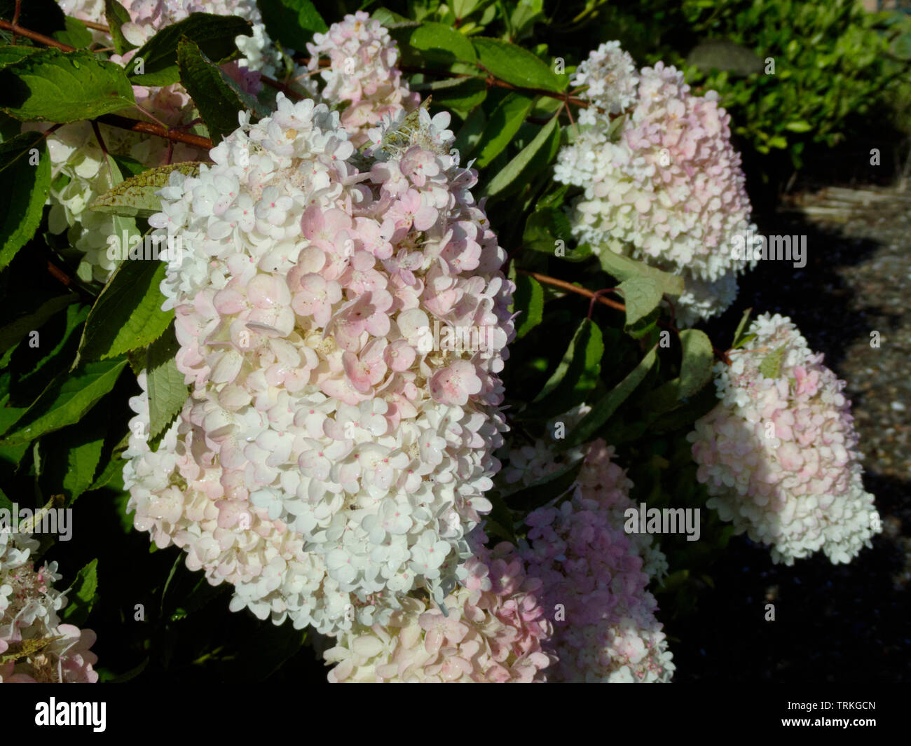 Garden Musings Hydrangea Heaven