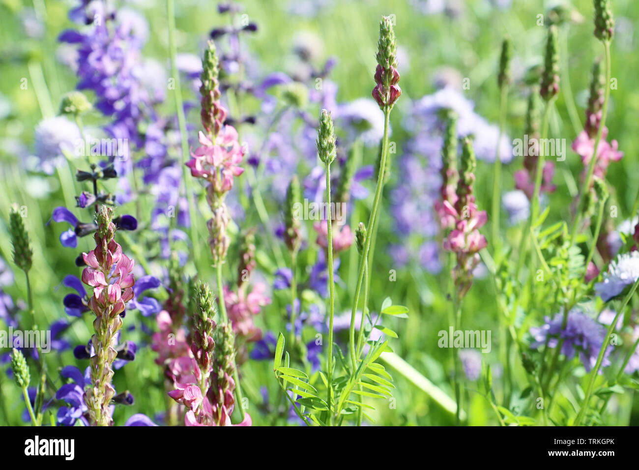 Close up of spontaneous spring pink and violet wild lupine flowers of a colorful rural field in full bloom. Nature background, soft focus and blur Stock Photo