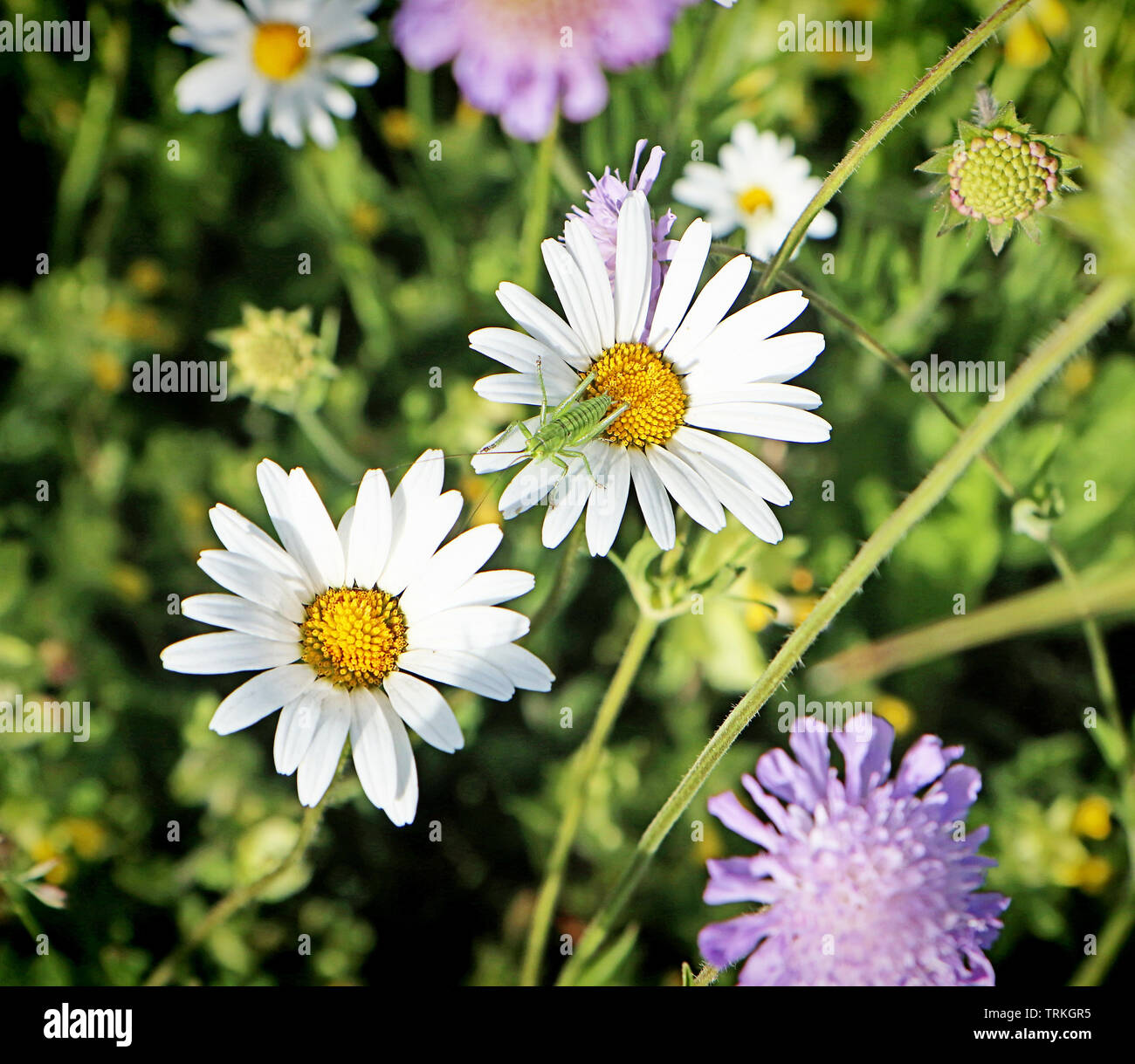 Spring daisies in a blooming meadow and a grasshopper Stock Photo