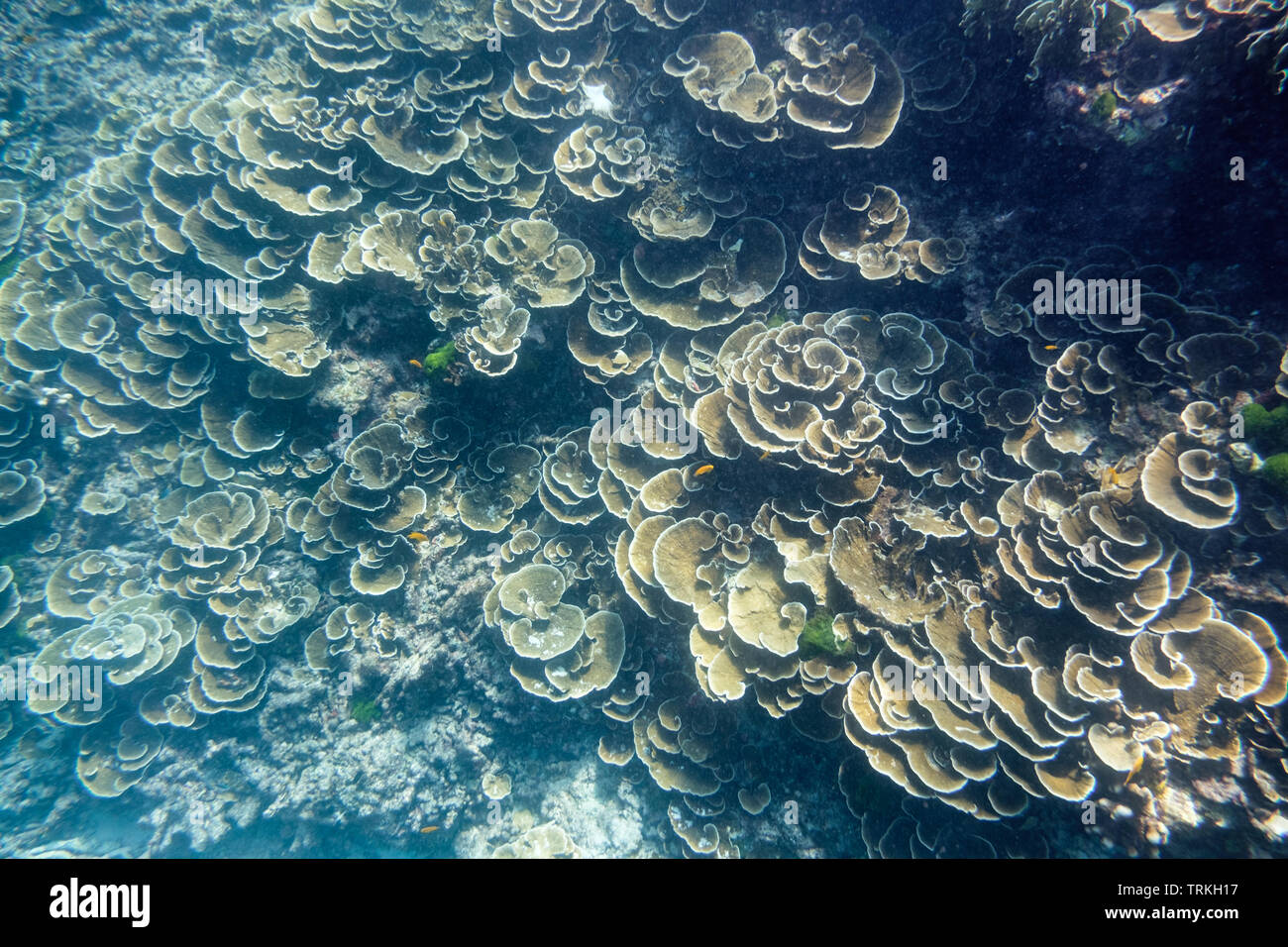 Beautiful coral reef garden in similan island andaman sea Stock Photo