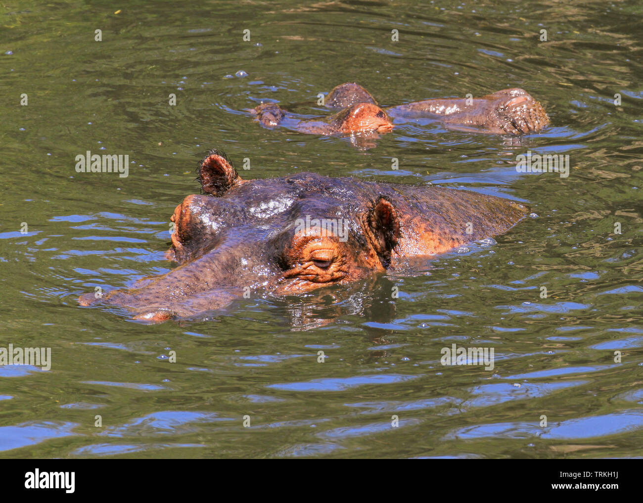 Hippopotamus Hippopotamus amphibius hippo heads above water hairy ears submerged Mara river Masai Mara Reserve Kenya East Africa dangerous to humans Stock Photo