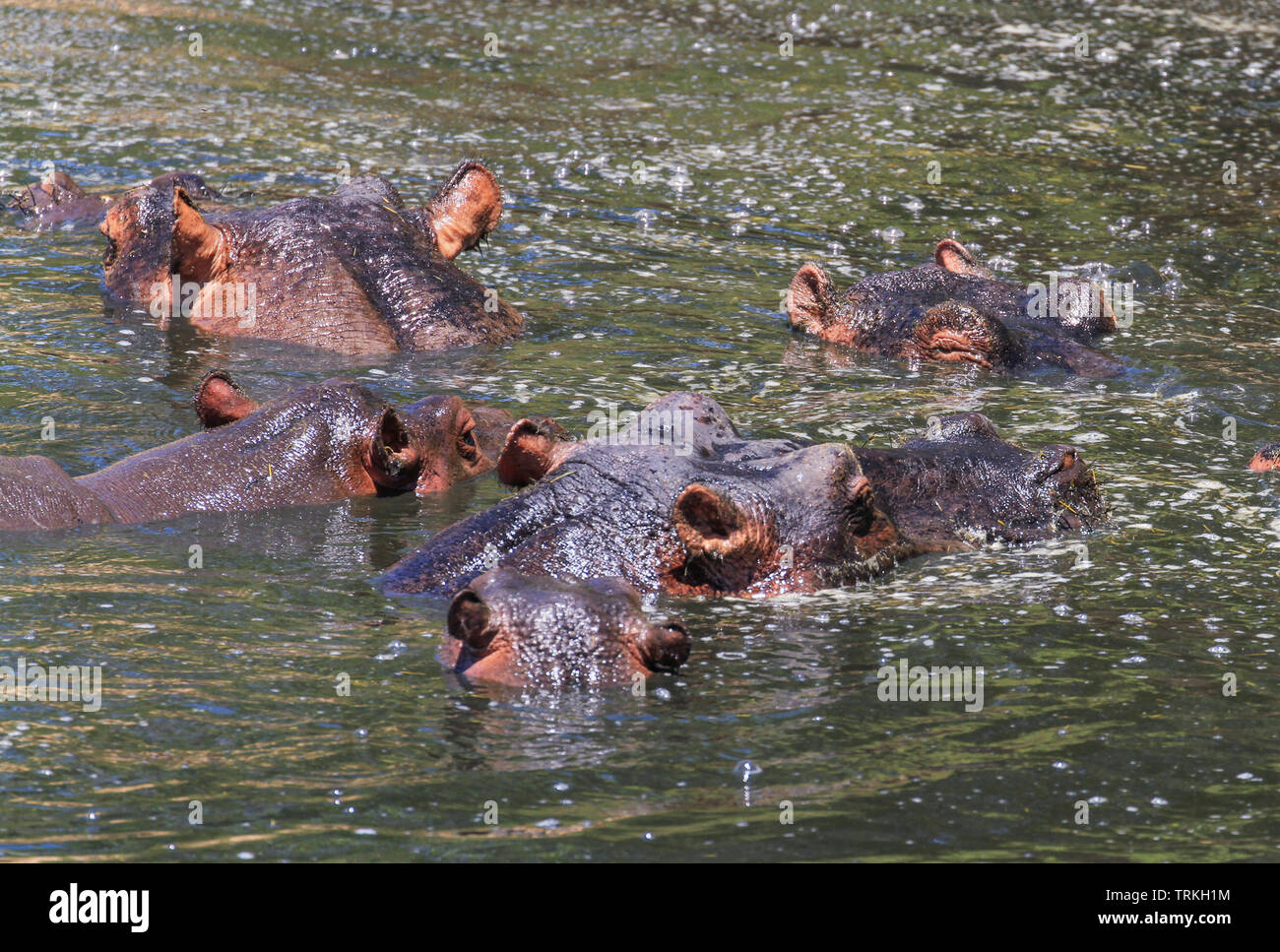 Five Hippopotamus, Hippopotamus amphibius, hippo heads above water Mara river, Masai Mara Reserve, Kenya, Africa. Hippopotami black hairs on ears Stock Photo
