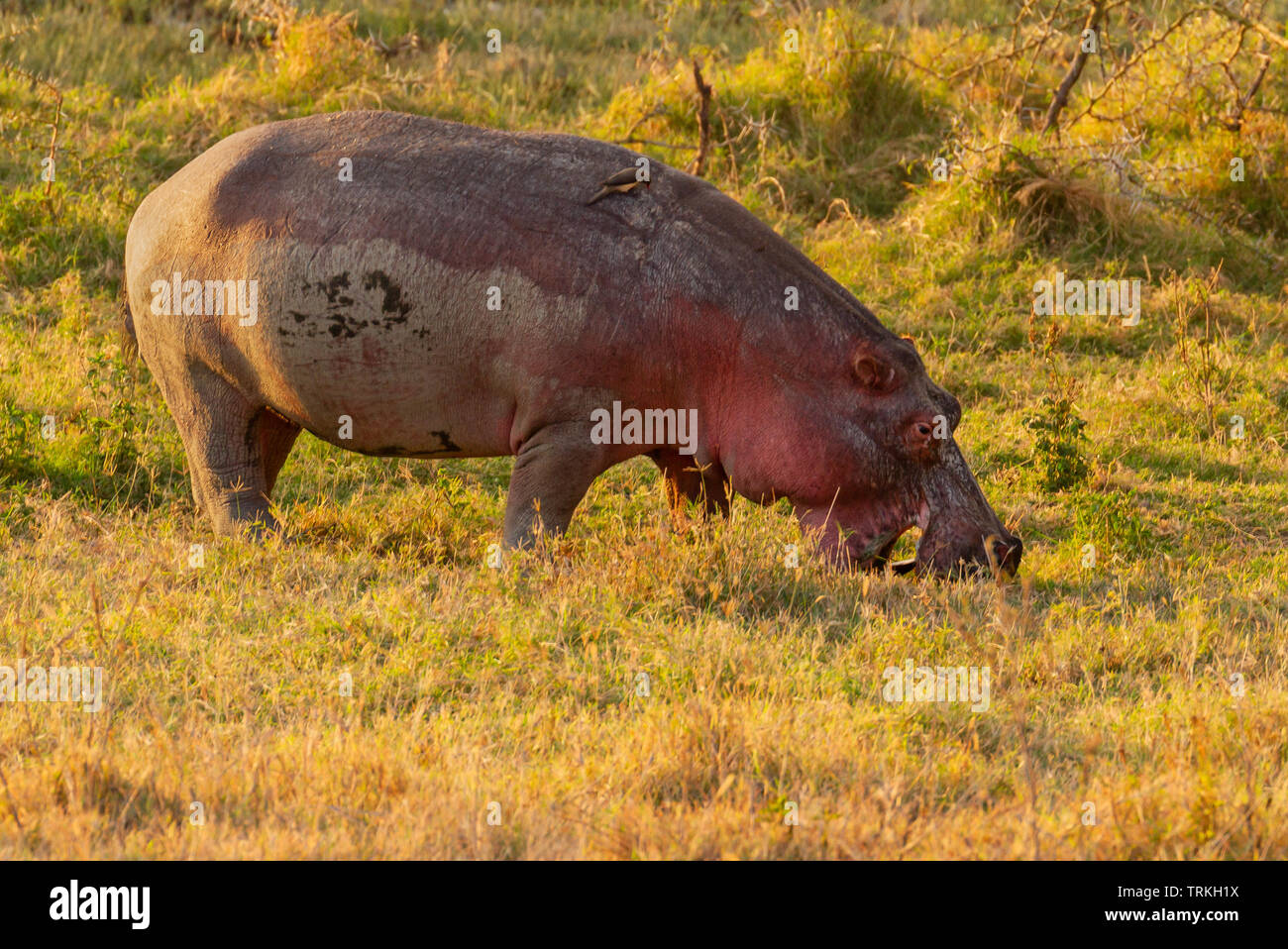 Hippopotamus Hippopotamus amphibius hippo mouth open grazing grass Lake Nakuru National Park Kenya East Africa. Side profile Stock Photo