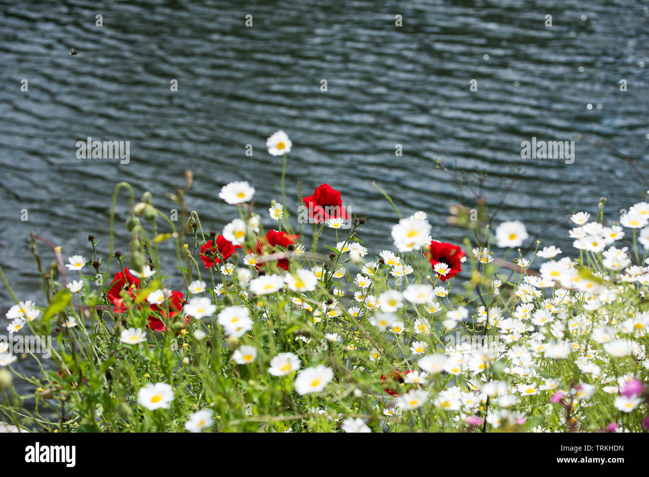 Wild Flowers River Bank High Resolution Stock Photography and Images