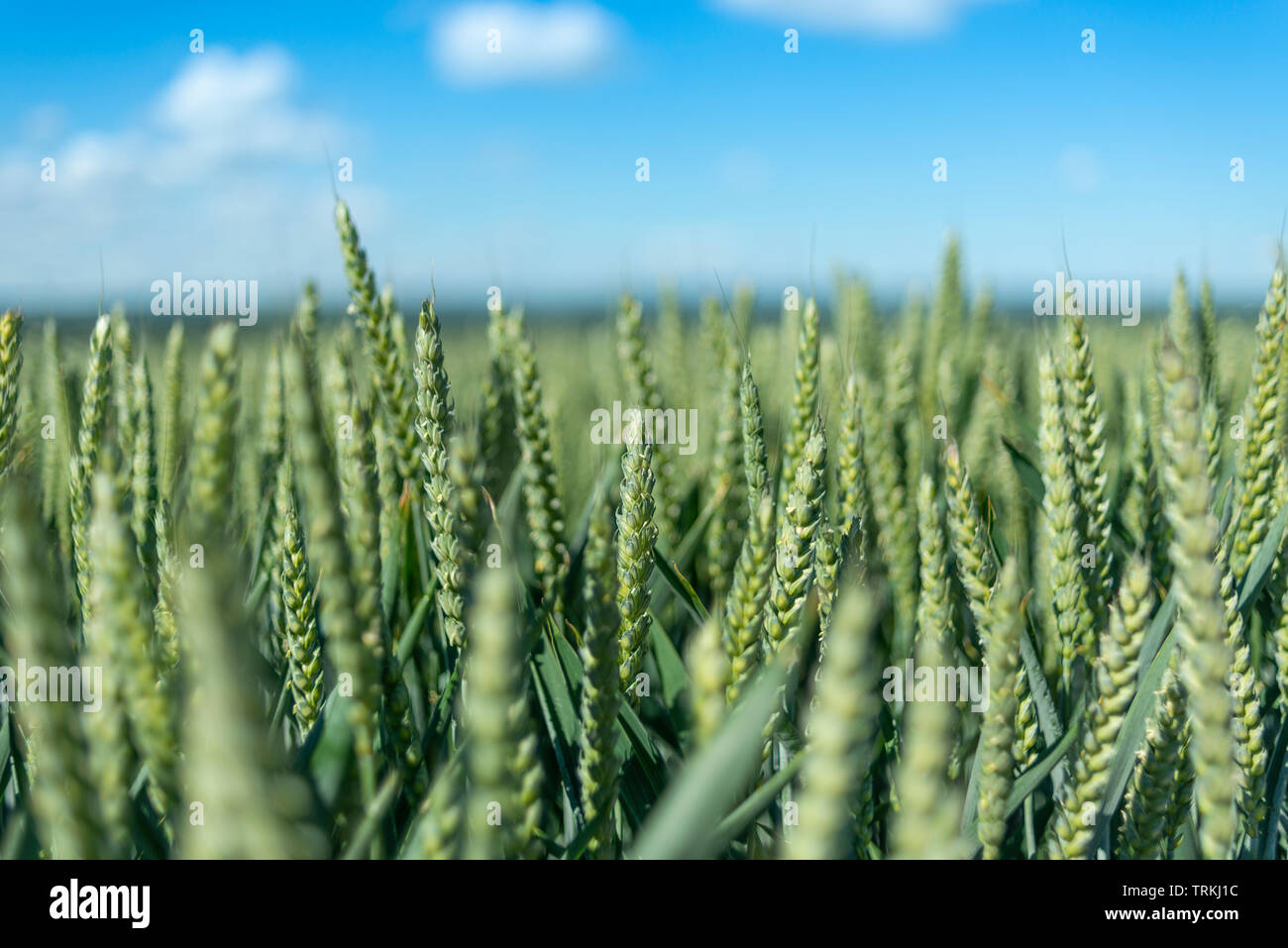 Close up of growing wheat hi-res stock photography and images - Alamy