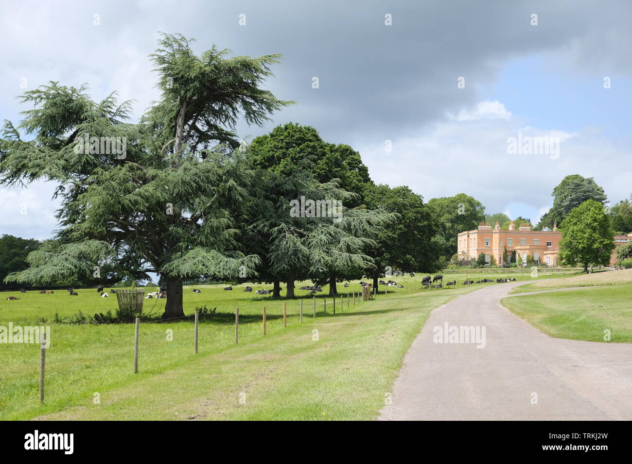 Driveway leading to Killerton Estate, Exeter, UK Stock Photo