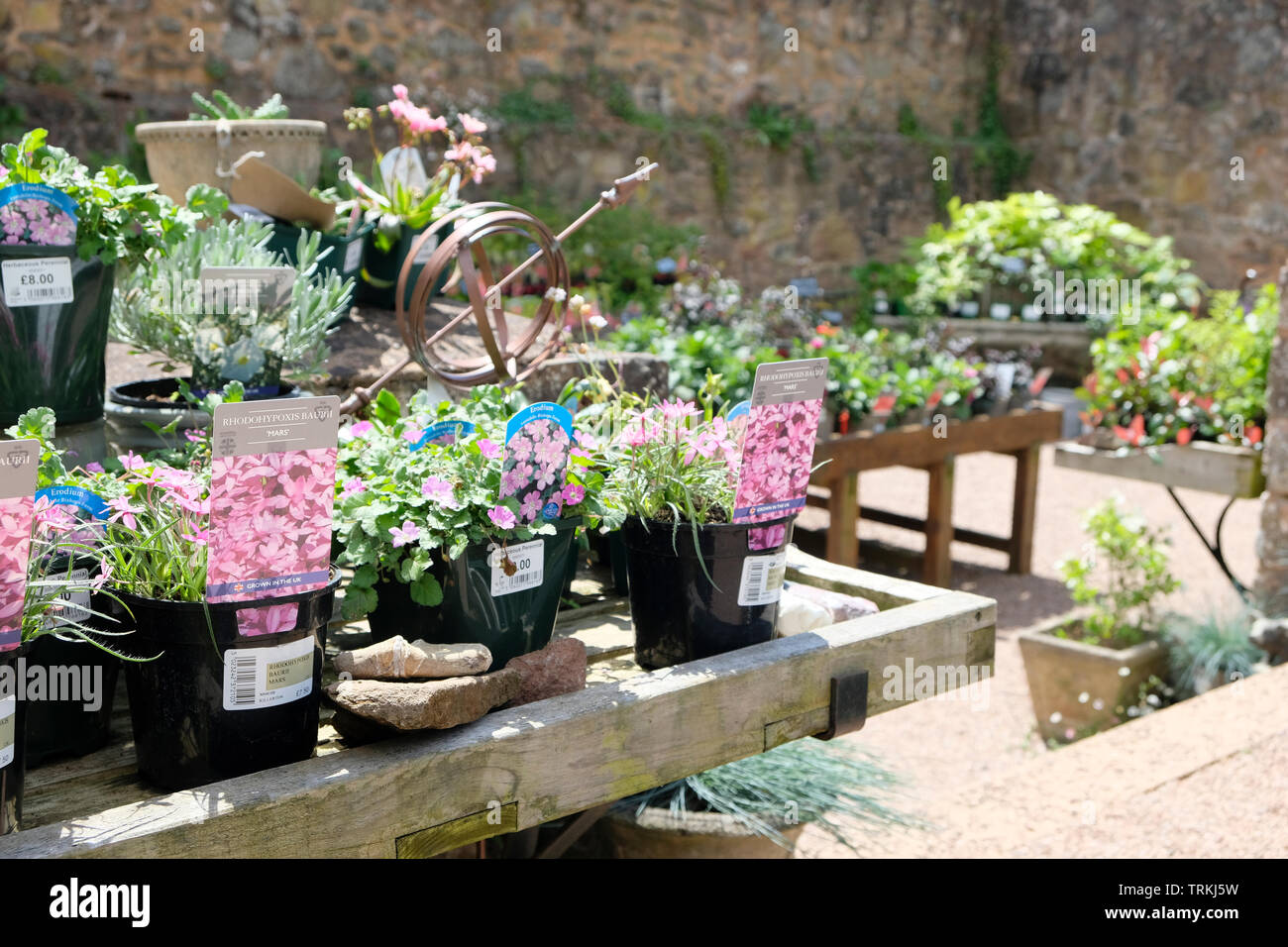 June 2019. Potted flowers for sale, including rhodohypoxis baurii, erodium and dahlias. Stock Photo