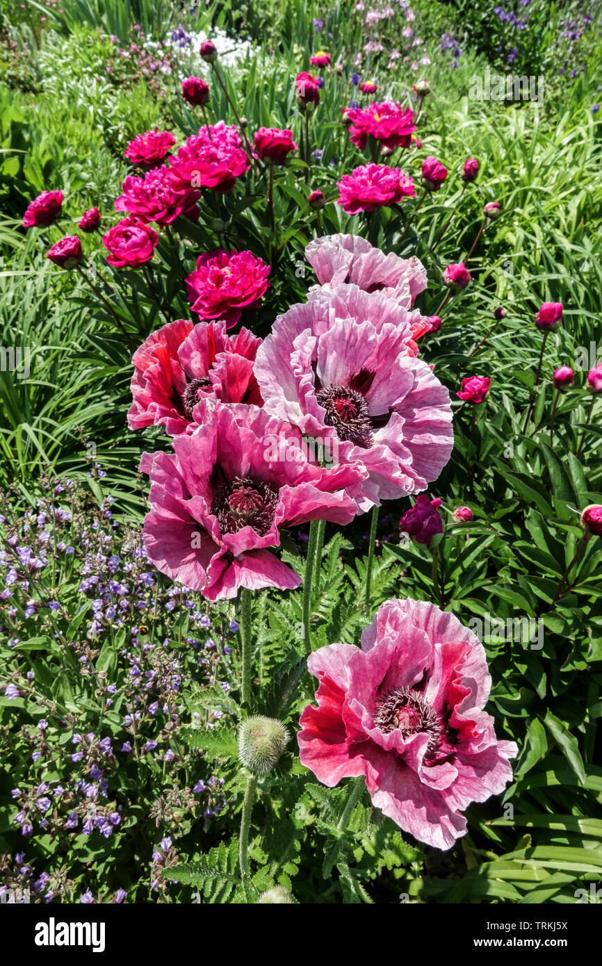 Mixed colorful flowers garden, Papaver 'Patty's Plum', oriental group poppy and peonies Stock Photo