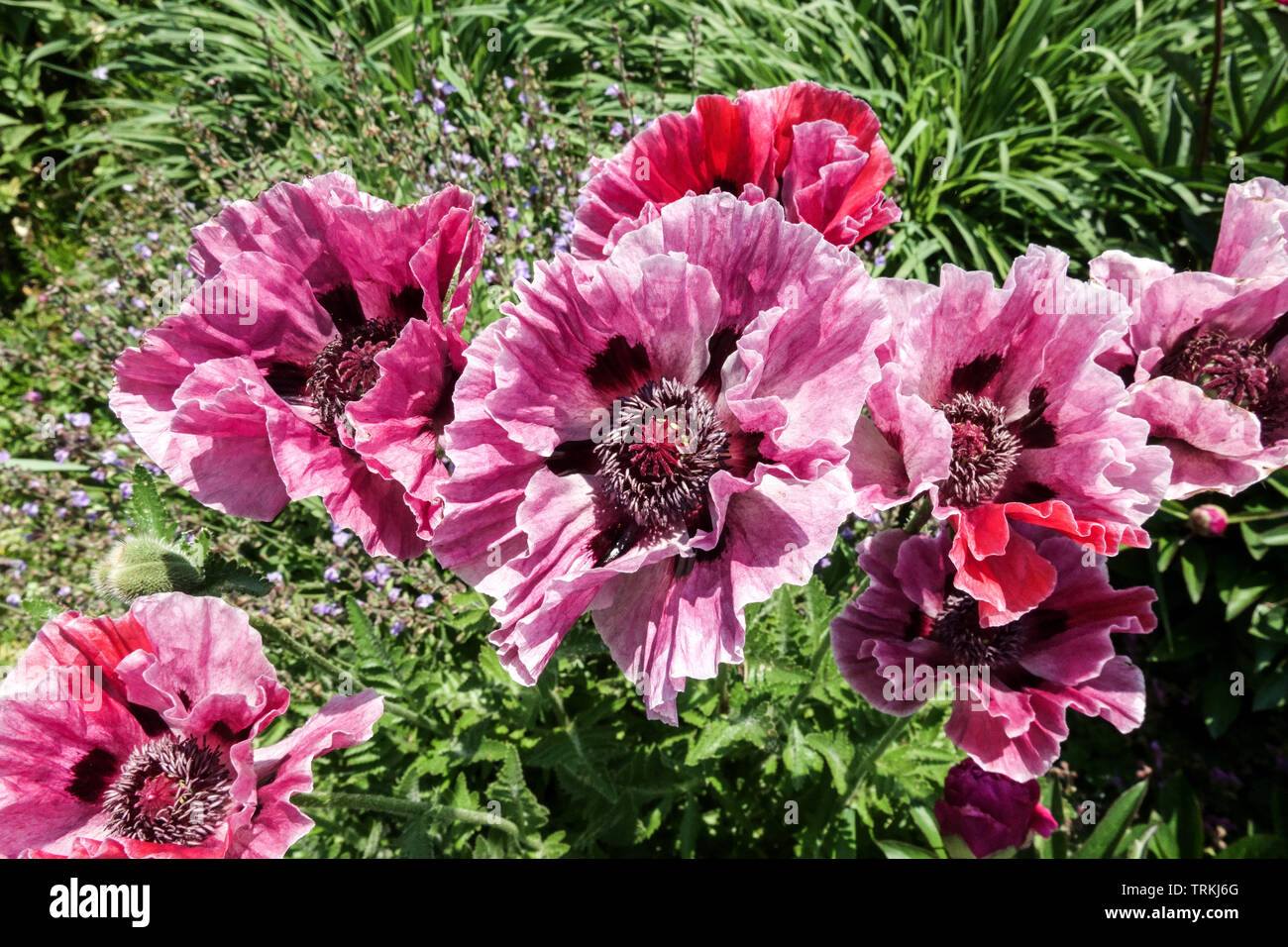 Beautiful garden flowers, Poppy 'Patty's Plum' Purple flowers in garden Stock Photo