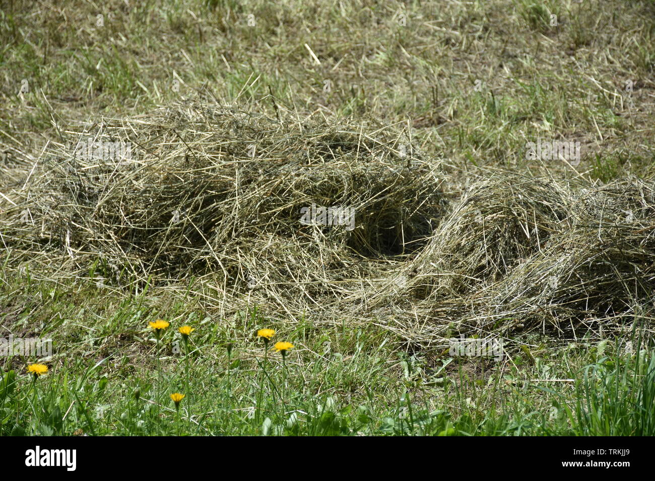 Gras trocknen hires stock photography and images Alamy