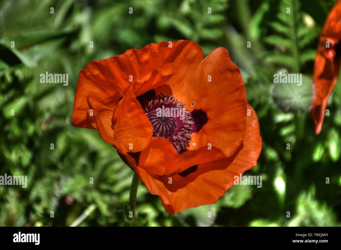 Klatschmohn Papaver Rhoeas Mohnblume Klatschrose Mohn Kapsel