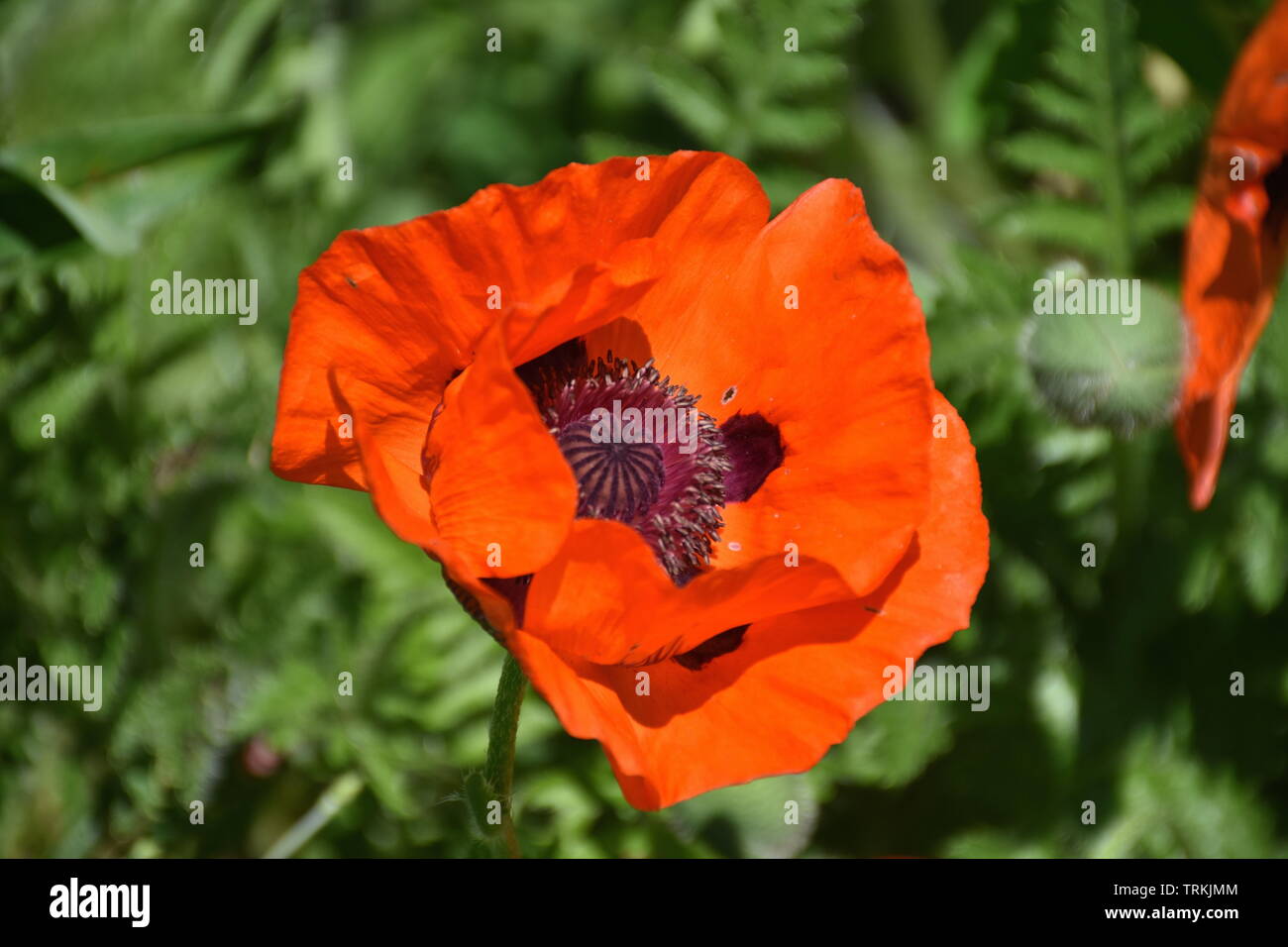Klatschmohn Papaver Rhoeas Mohnblume Klatschrose Mohn Kapsel