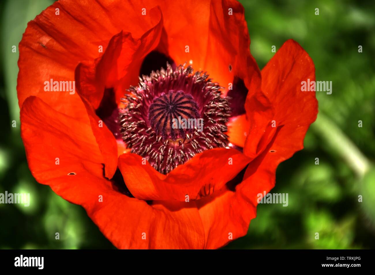 Klatschmohn Papaver Rhoeas Mohnblume Klatschrose Mohn Kapsel