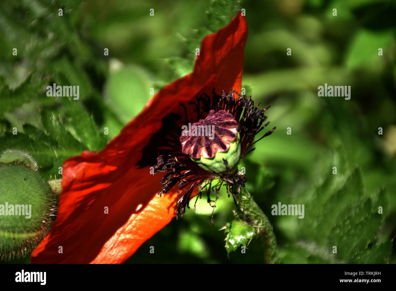 Klatschmohn Papaver Rhoeas Mohnblume Klatschrose Mohn Kapsel