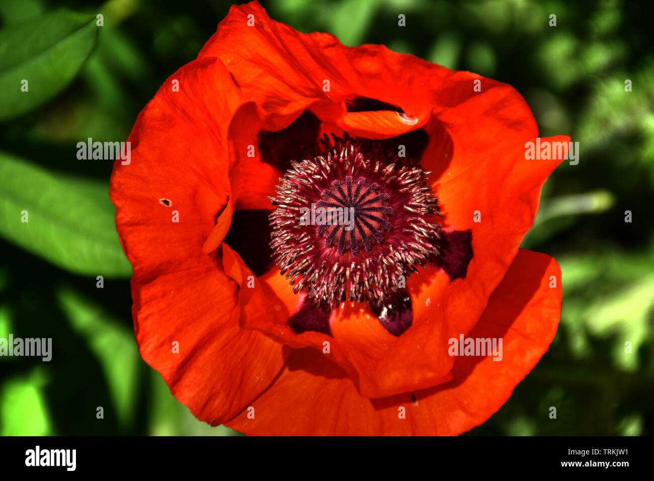 Klatschmohn Papaver Rhoeas Mohnblume Klatschrose Mohn Kapsel