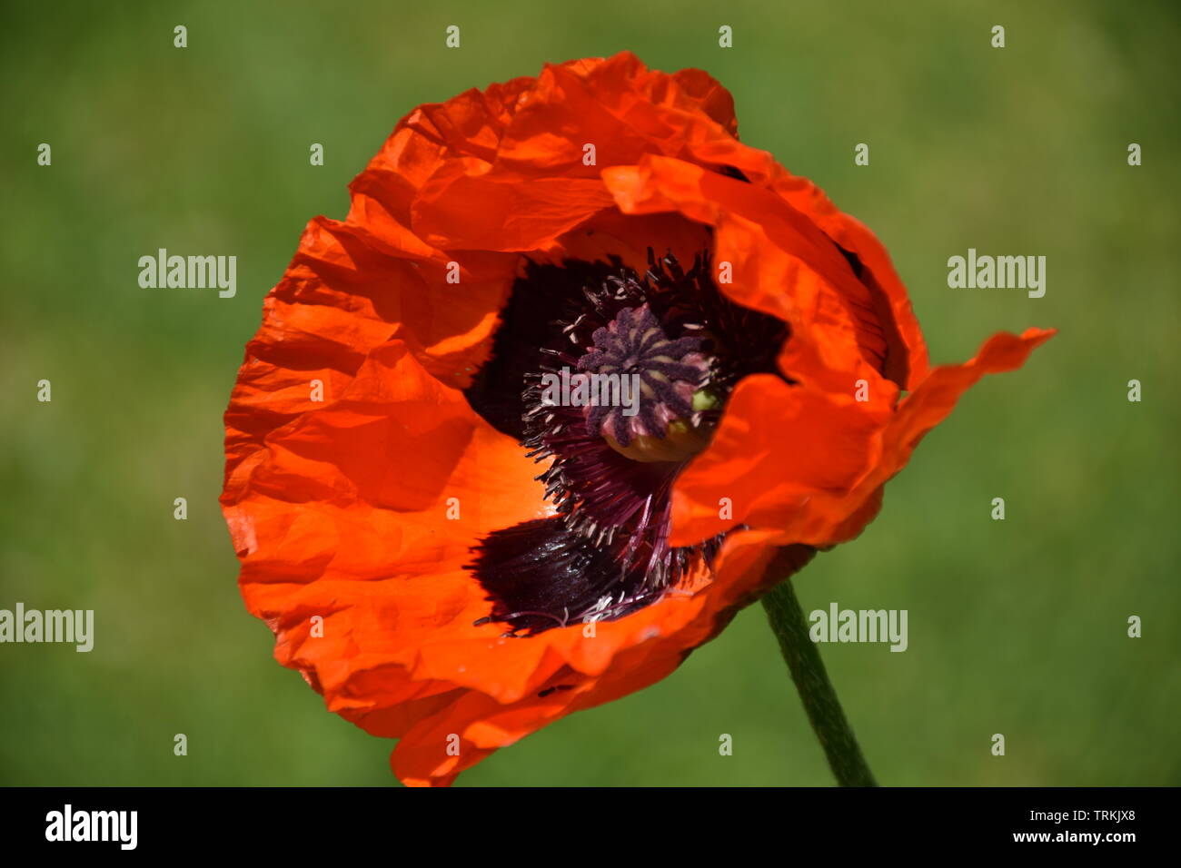 Klatschmohn Papaver Rhoeas Mohnblume Klatschrose Mohn Kapsel