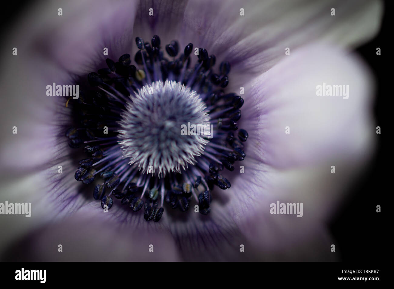 Close up or macro into the centre point of a light purple, lilac or mauve Anemone spring flower Stock Photo