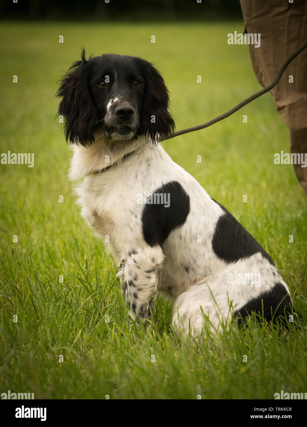 Black and white English working gundog Springer Spaniel sitting in a field Stock Photo