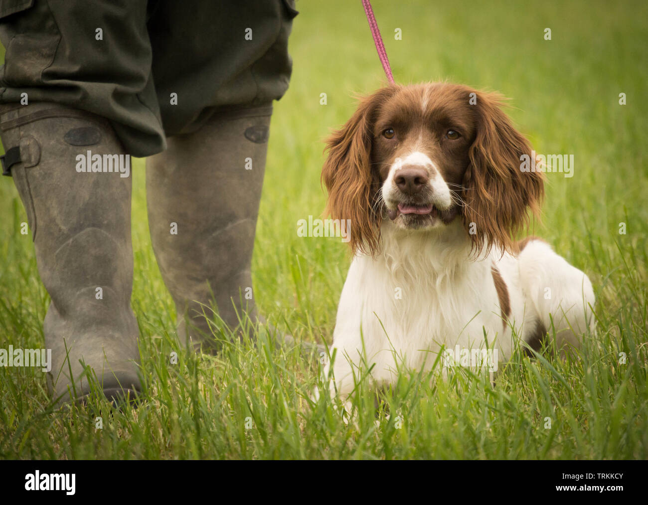 English Springer Spaniel dog lying down in a field by its owners wellington boots Stock Photo