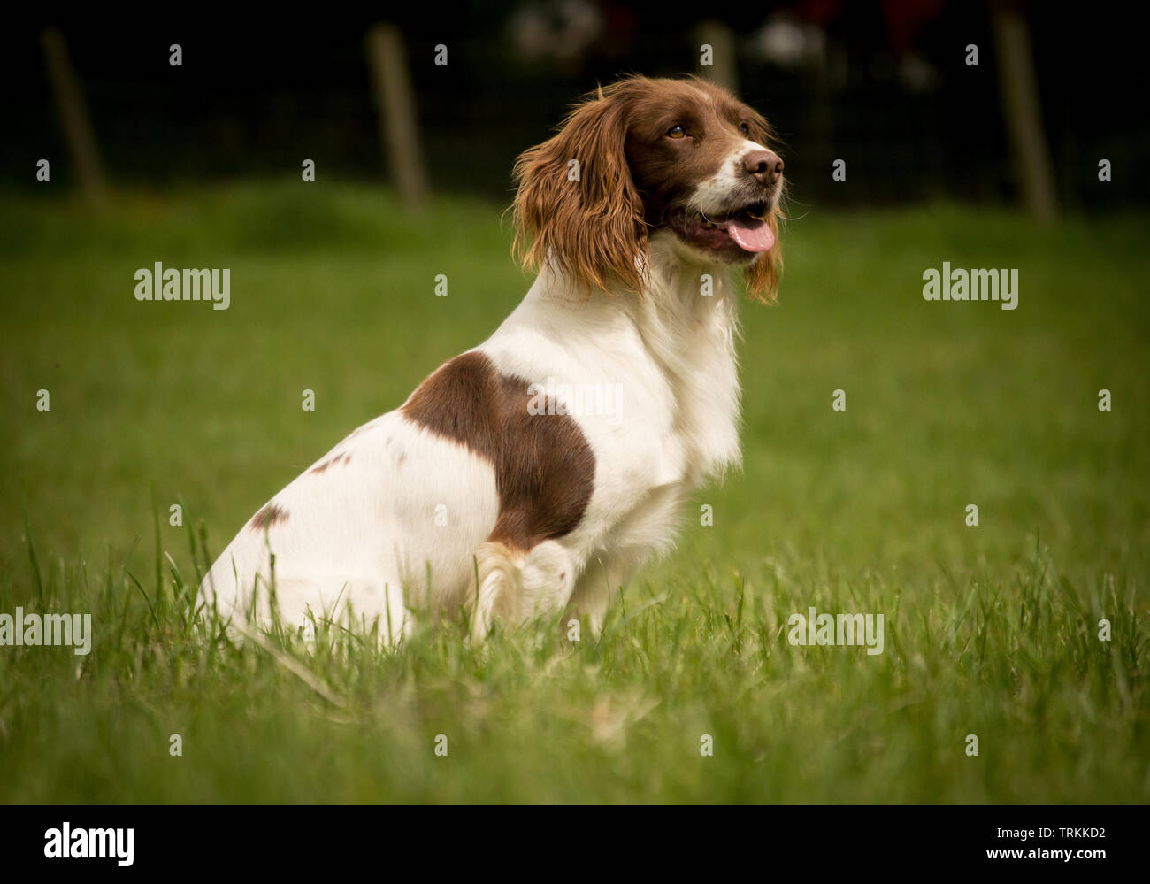 Liver and white or brown and white pedigree working English Springer Spaniel gundog sitting and staying in a field in the summer Stock Photo