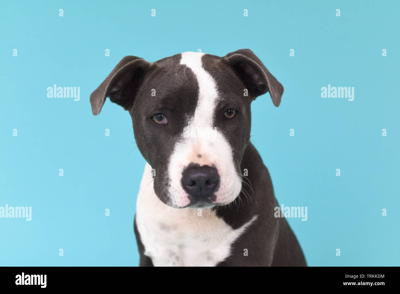 A Grey And White Staffordshire Bull Terrier Puppy Portrait Isolated On A Blank Background Stock Photo Alamy