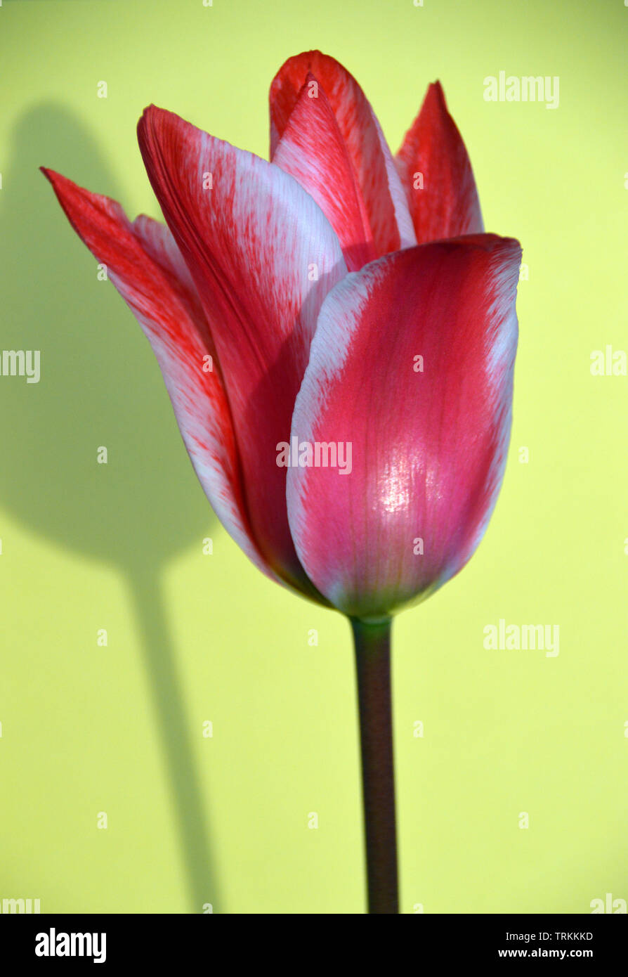 One Single Red & White Tulip 'Czar Peter' on Yellow Background with  a Shadow. Stock Photo