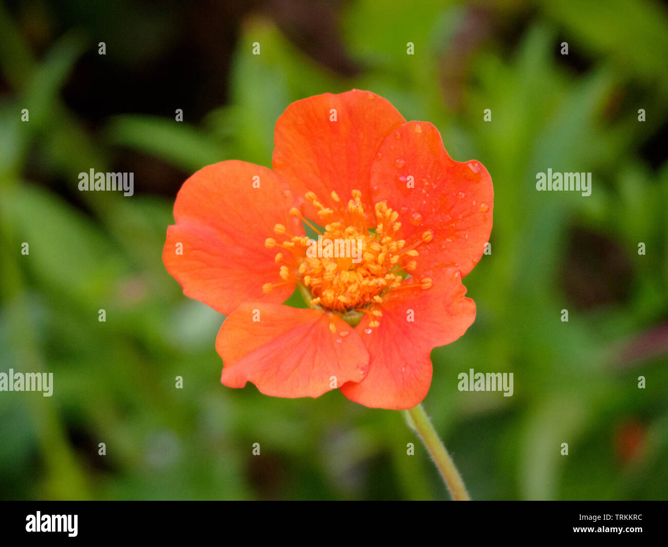 Geum coccineum 'Borisii' in Flower During Summer, UK Stock Photo