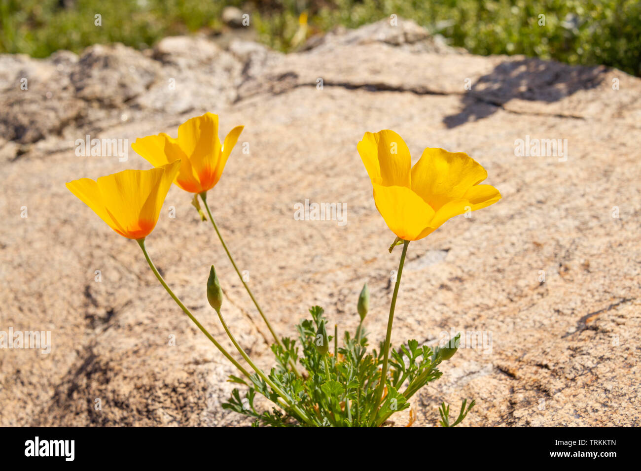 Three California Poppies growing out of a rock in full daytime sunlight. Stock Photo