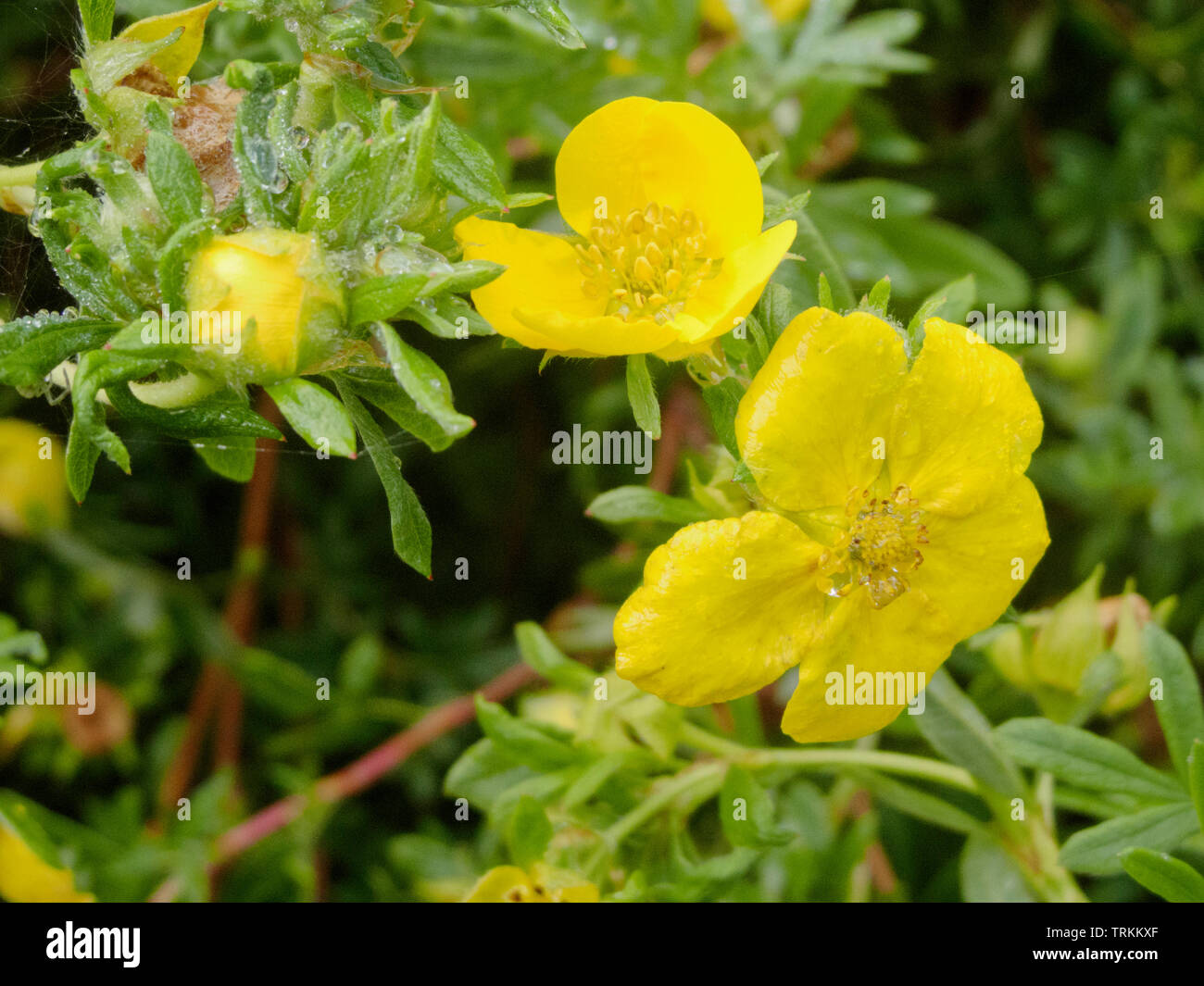 Potentilla fruticosa Shrubby Cinquefoil in Flower, Summer, UK Stock Photo