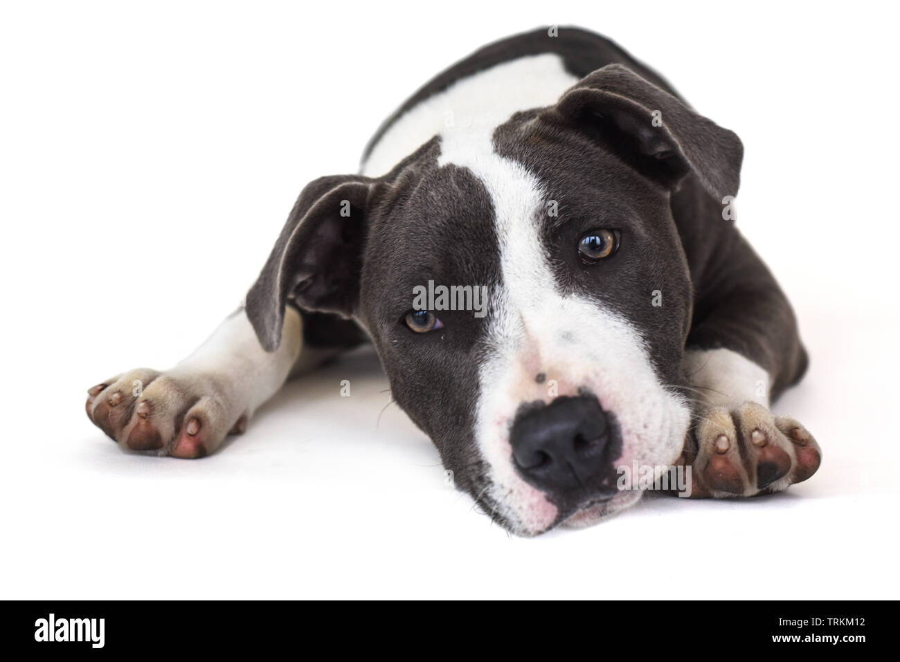 Grey and store white staffy