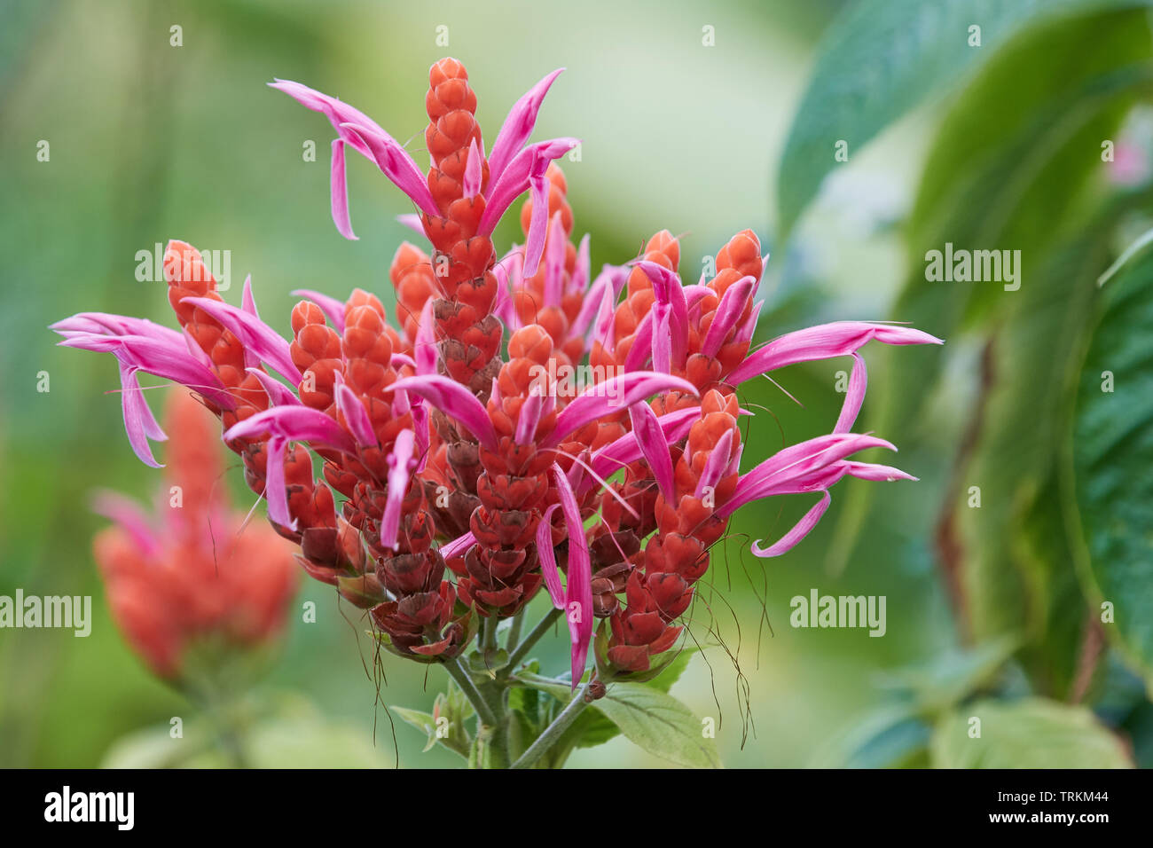 Aphelandra de Sinclair, Akanthusgewaechse ,Acanthaceae, Lippenbluetler, Panama, Costa Rica, rot,Blume,Flower Stock Photo