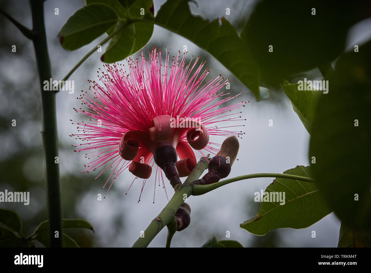 pachira ellipticum, Bombacaceae, Bombax, Pachira aquatica, Blume,Flower, rot,red, Glueckskastanie, Mexiko, Stock Photo